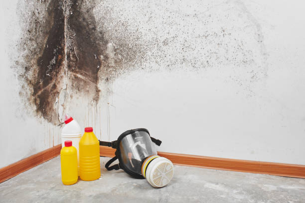 Best Crawl Space Mold Removal  in Lyford, TX