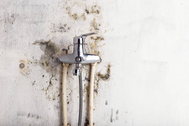 Best Mold Testing and Removal  in Lyford, TX