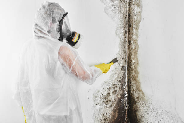Best Fast Mold Removal  in Lyford, TX