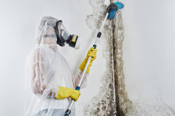 Best Mold Damage Repair  in Lyford, TX