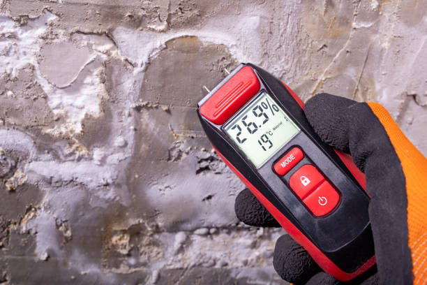 Best Same-Day Mold Removal  in Lyford, TX