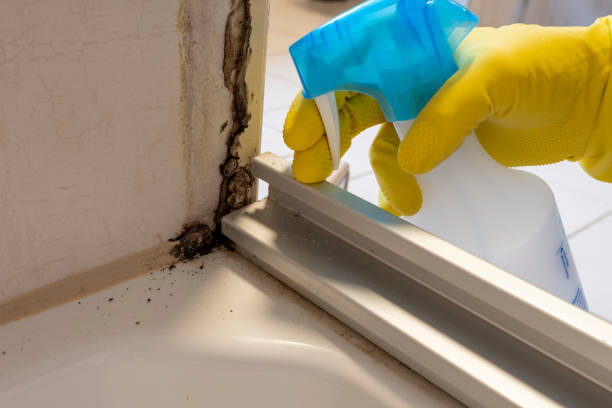 Best Mold Removal Company Near Me  in Lyford, TX