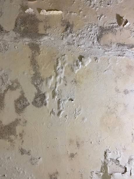Best Attic Mold Removal  in Lyford, TX