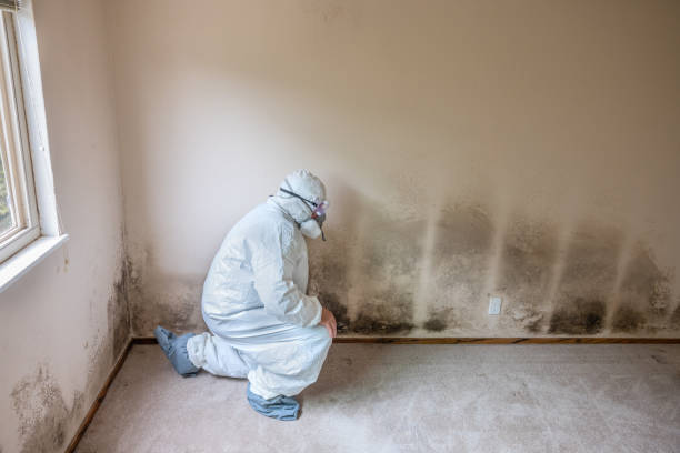 Best Certified Mold Removal  in Lyford, TX