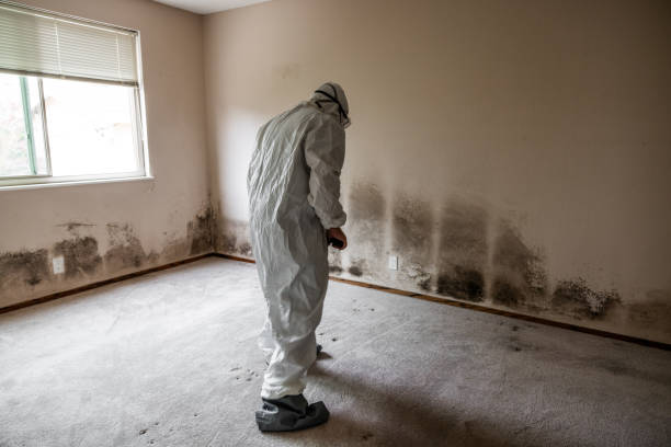 Best Office Mold Removal Services  in Lyford, TX