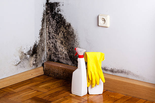 Best Professional Mold Removal  in Lyford, TX