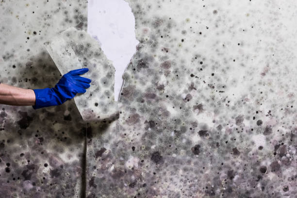 Best Local Mold Removal Service  in Lyford, TX