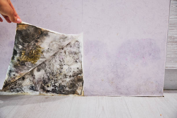 Certified Mold Removal in Lyford, TX